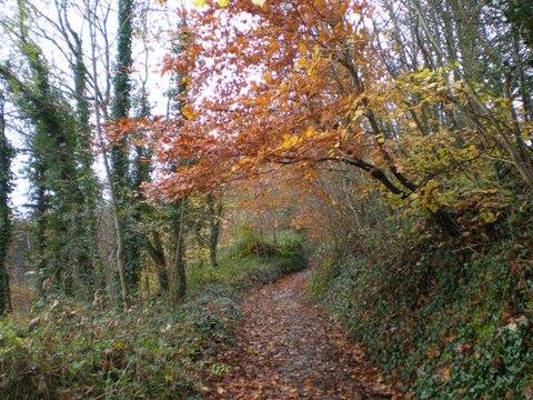 Woodland walk at Clovelly