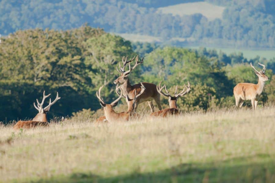 group of deer on Exmoor