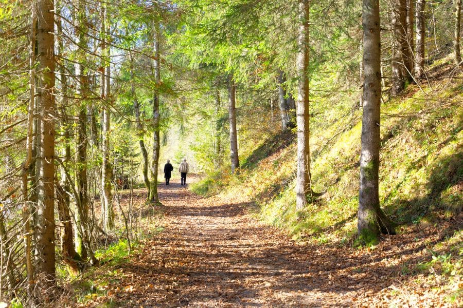 view of a couple in the distance walking through the woods on an Autumn holilday