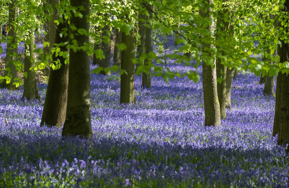 Bluebell Wood