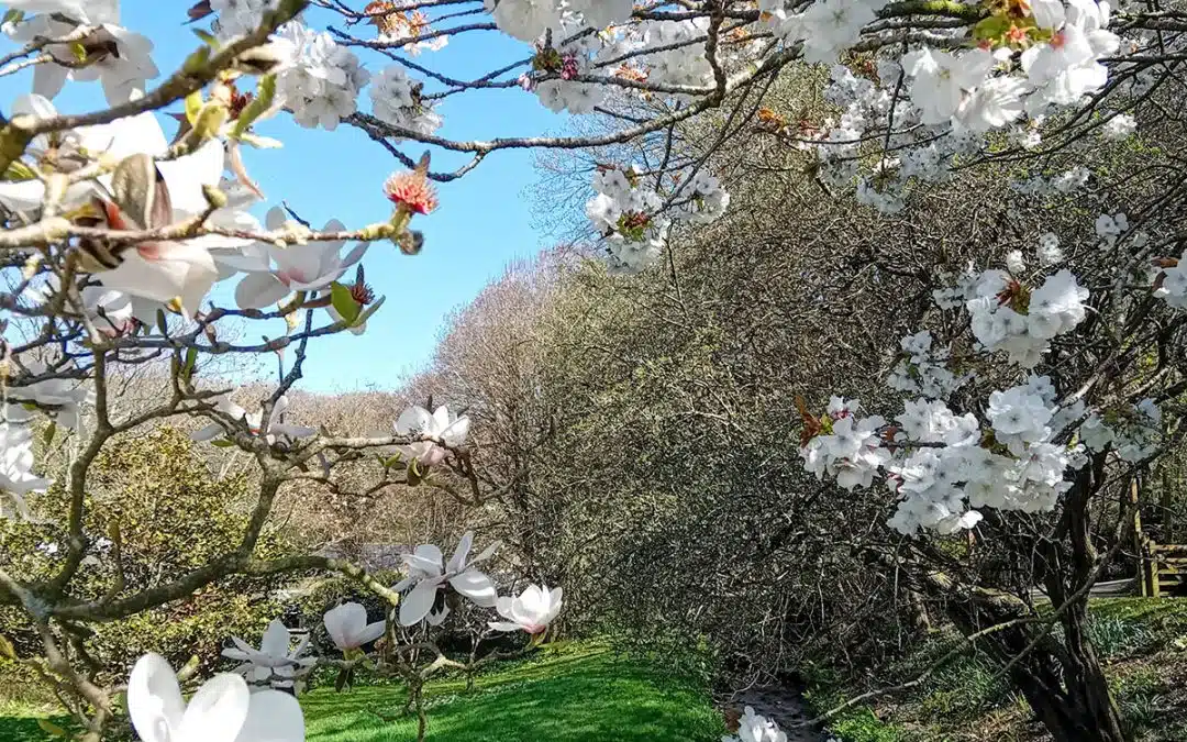 Docton Mill Garden
